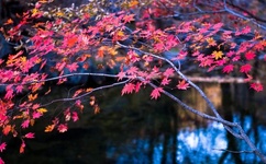 LASTDAYONEARTH日本人